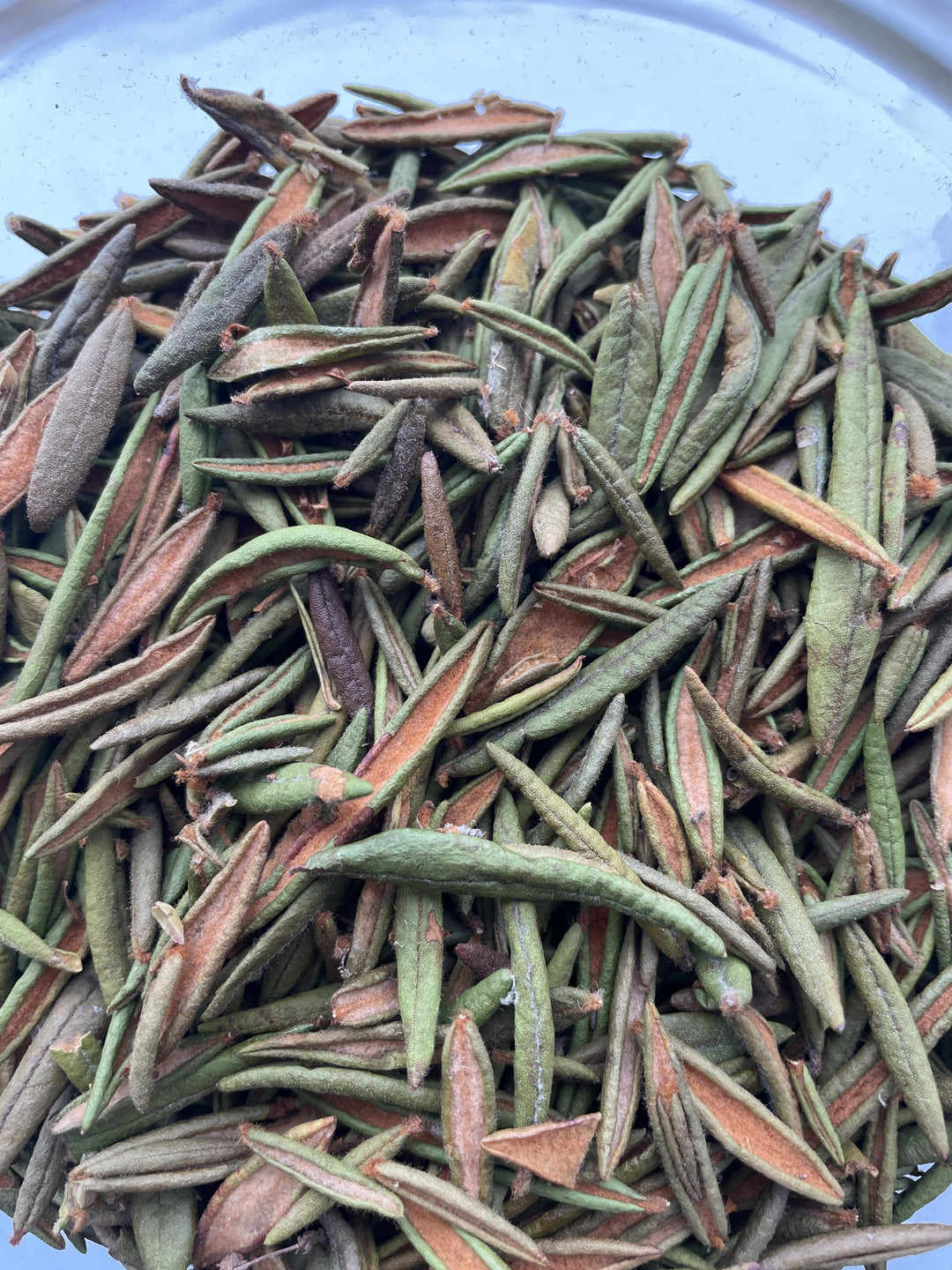 Tisane de thé du Labrador