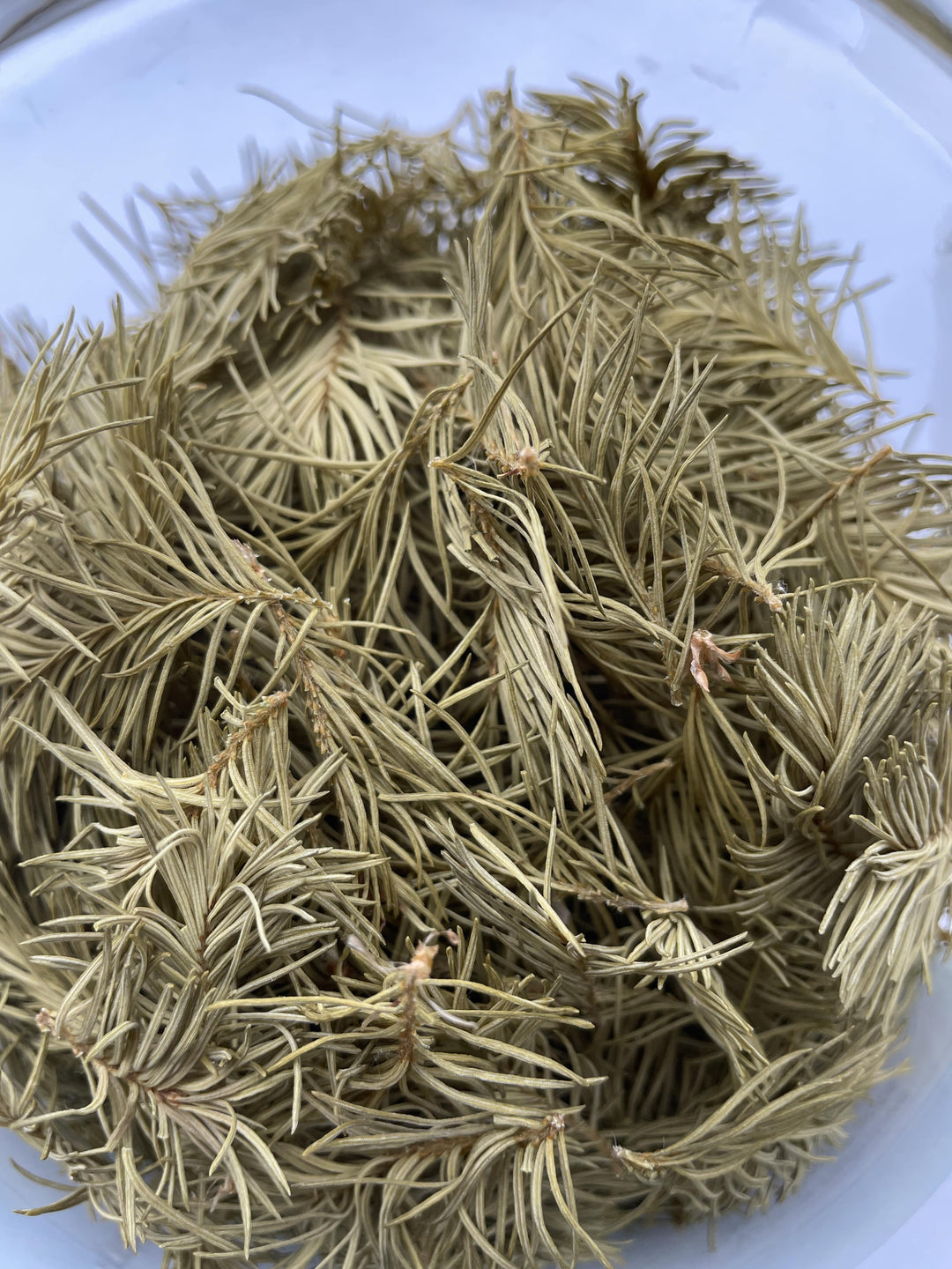 Tisane de sapin baumier