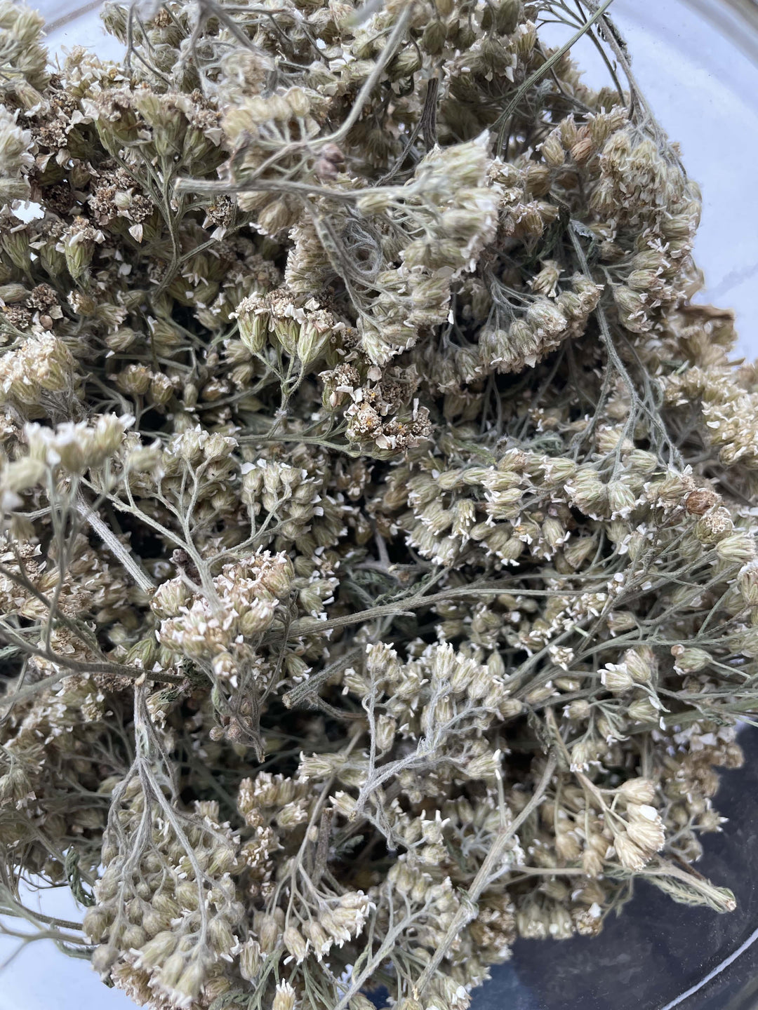 Tisane d'achillée millefeuille