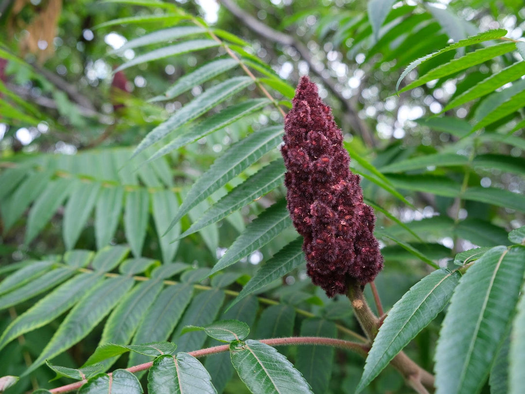 Sirop au sumac de vinaigrier
